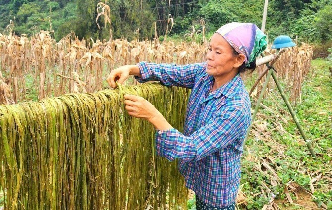 Vỏ cây gai xanh dùng để sản xuất thành nguyên liệu sợi phục vụ ngành dệt may mang lại thu nhập cho người dân. Ảnh: TTXVN phát gai-xanh-14525-10.jpg