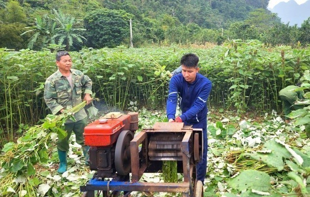 Người dân xã Tiên Thành, huyện Quảng, thu hoạch cây gai xanh. Ảnh: TTXVN phát gai-xanh-14525-11.jpg