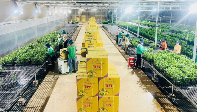 Công ty Cổ phần Quốc tế Thông Đỏ (Gia Lai) mỗi năm cung cấp 4 - 5 triệu cây giống đạt chuẩn. chanh-leo-26825-13.jpg