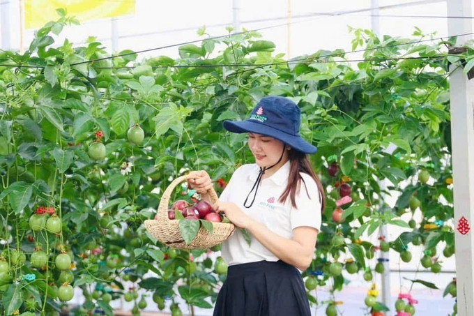Giống chanh leo của Công ty Cổ phần Quốc tế Thông Đỏ tại Gia Lai cho chất lượng quả đảm bảo cung ứng thị trường trong và ngoài nước. chanh-leo-26825-12.jpg