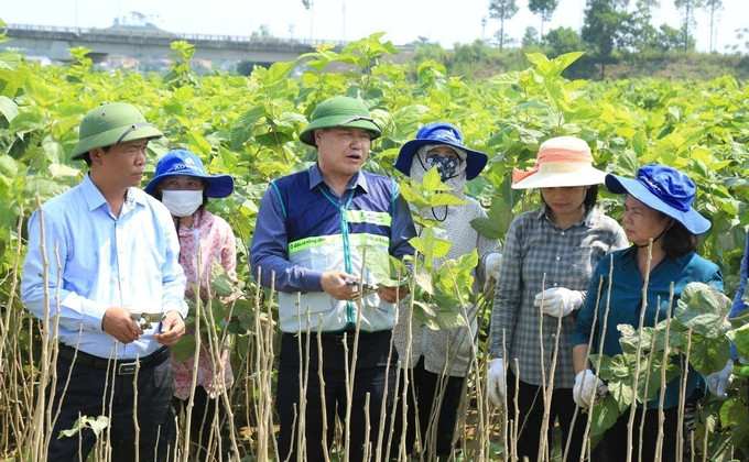 Giám đốc Trung tâm Khuyến nông Quốc gia Lê Quốc Thanh hướng dẫn kỹ thuật khắc phục cây dâu sau lũ. lao-cai-101025-12.jpg