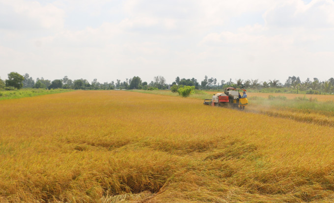 Đồng bào Khmer ứng dụng cơ giới trong thu hoạch lúa. khmer-ca-mau-26825-10.jpg