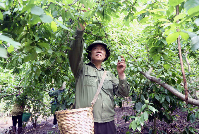 Thu hoạch mận tam hoa tại gia đình ông Tòng Văn Kiên ở bản Hùn, xã Chiềng Cọ, thành phố Sơn La, tỉnh Sơn La. son-la-22525-10.jpg
