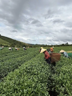 Phục hưng trà Lâm Đồng