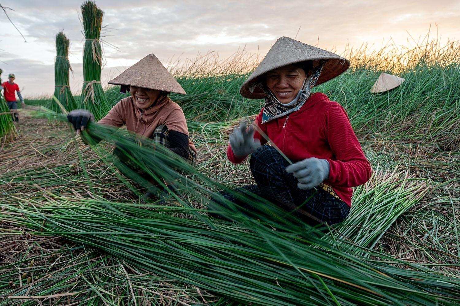 Trong nghề dệt chiếu thì khâu vất vả nhất là đi cắt cói ngoài đồng từ 2 - 3 giờ sáng. det-chieu-coi-30072025-8178167.jpg
