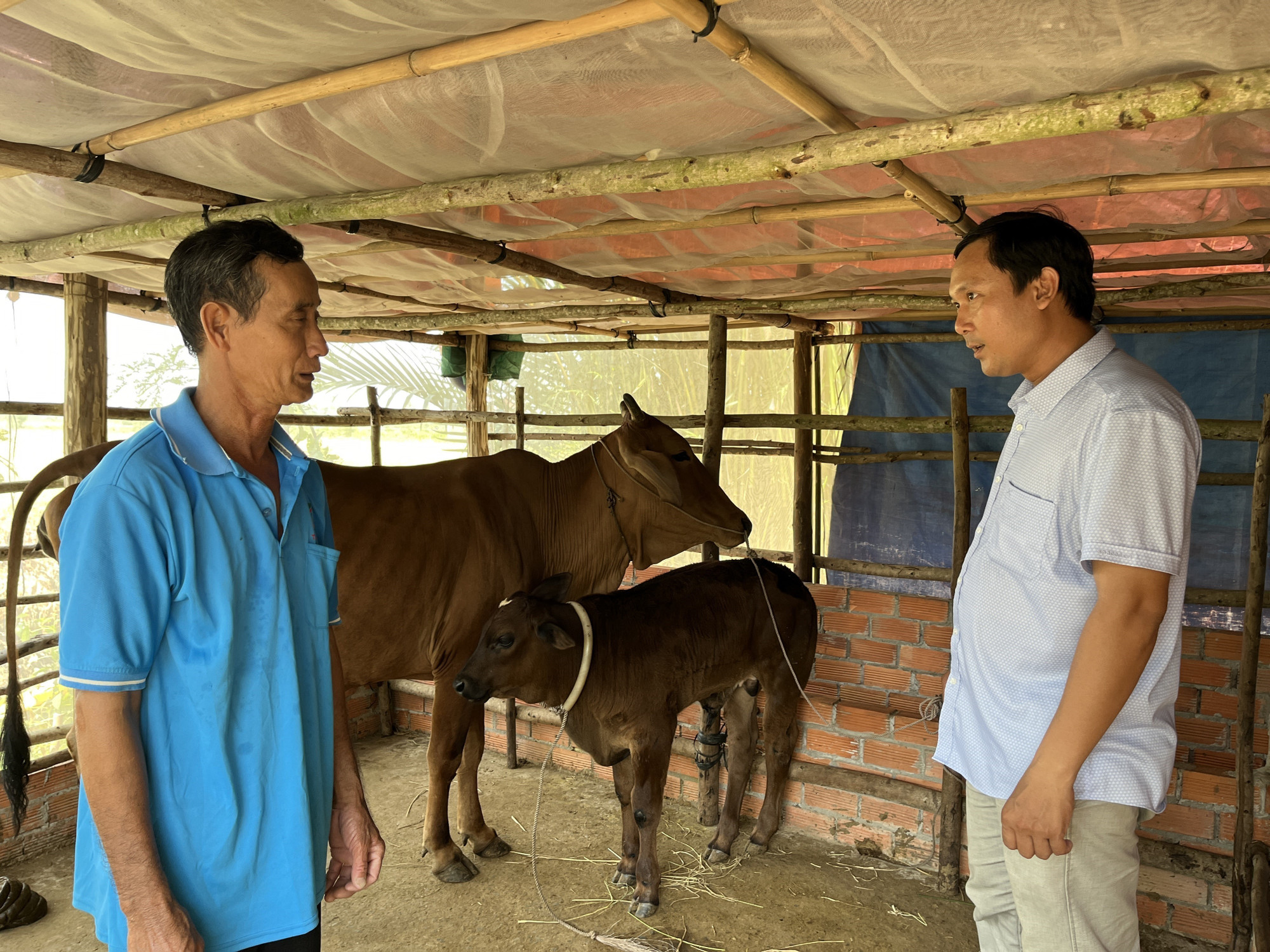 Cán bộ xã Bình Hoà Nam (phải) hỗ trợ hộ ông Võ Văn Mười sau khi được tặng bò đạt hiệu quả cao. Cán bộ xã Bình Hoà Nam (phải) hỗ trợ hộ ông Võ Văn Mười sau khi được tặng bò đạt hiệu quả cao.