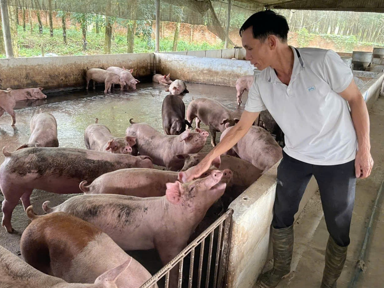 Ông Lâm Văn Giàng nuôi lợn khép kín thu nhập hơn 2,5 tỷ đồng/năm.