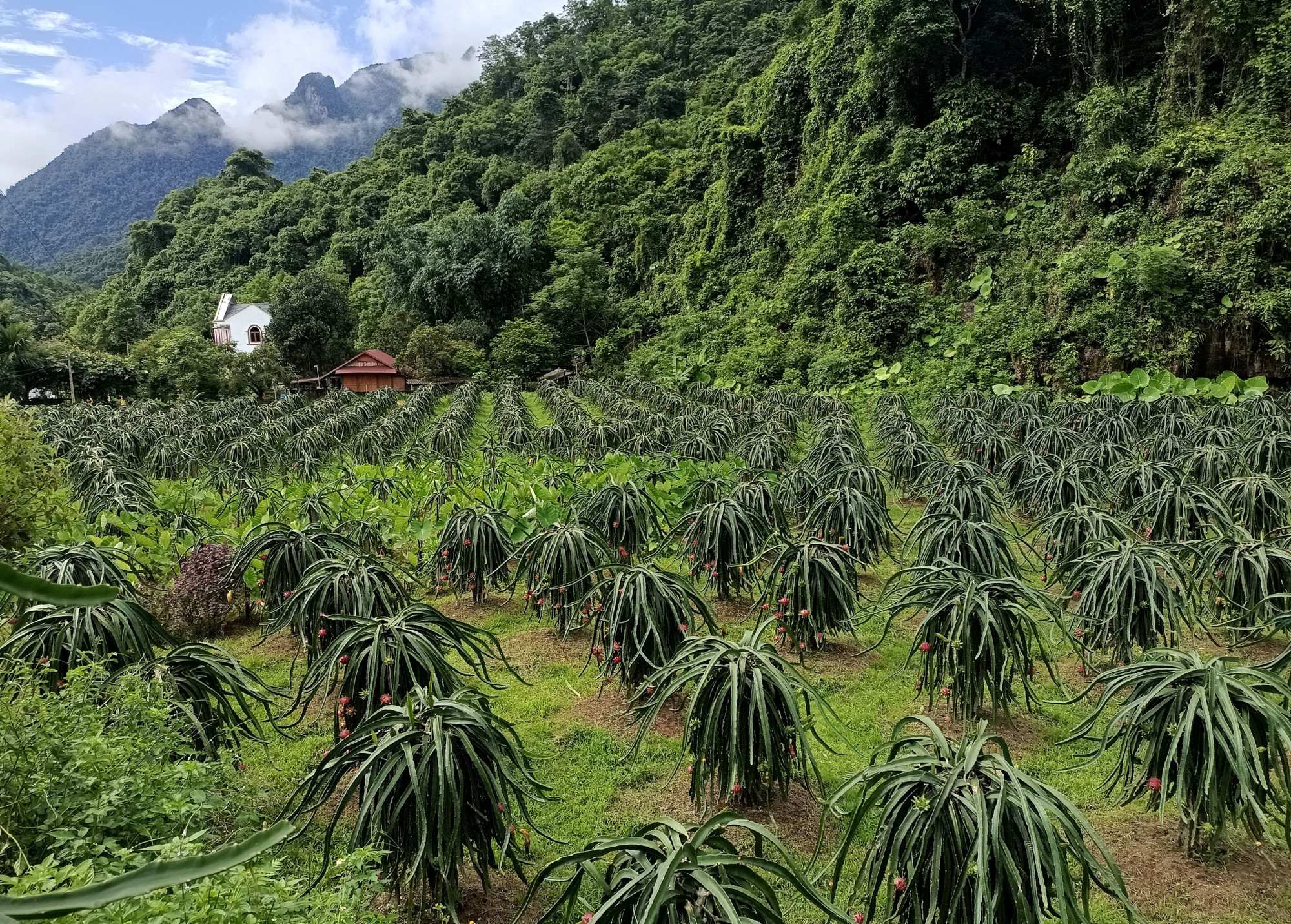 Vườn Thanh Long với hơn 1.000 trụ, sum suê trái của gia đình ông Thèn Văn Sồ (thôn Lũng Buông, xã Thuận Hòa, Tuyên Quang). thanh-long-04072025-01.jpg