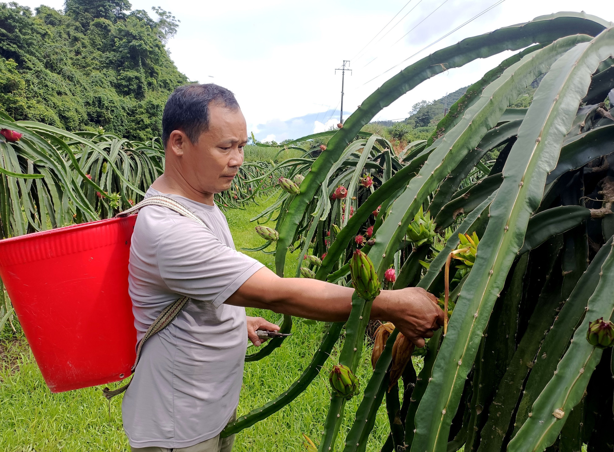 Ông Thèn Văn Sồ, dân tộc Mông (thôn Lũng Buông, xã Thuận Hòa, tỉnh Tuyên Quang) chăm sóc vườn thanh long của gia đình. Ông Thèn Văn Sồ, dân tộc Mông (thôn Lũng Buông, xã Thuận Hòa, tỉnh Tuyên Quang) chăm sóc vườn thanh long của gia đình.