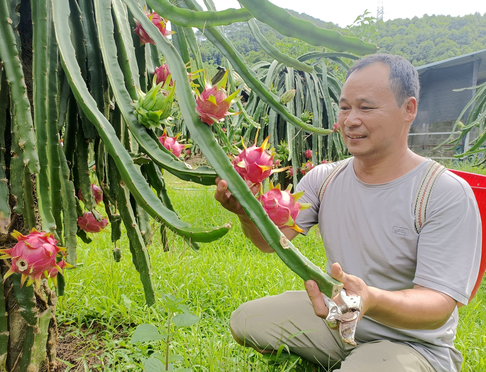 Ông Thèn Văn Sồ, dân tộc Mông (thôn Lũng Buông, xã Thuận Hòa, tỉnh Tuyên Quang) chăm sóc vườn thanh long của gia đình. Ông Thèn Văn Sồ, dân tộc Mông (thôn Lũng Buông, xã Thuận Hòa, tỉnh Tuyên Quang) chăm sóc vườn thanh long của gia đình.