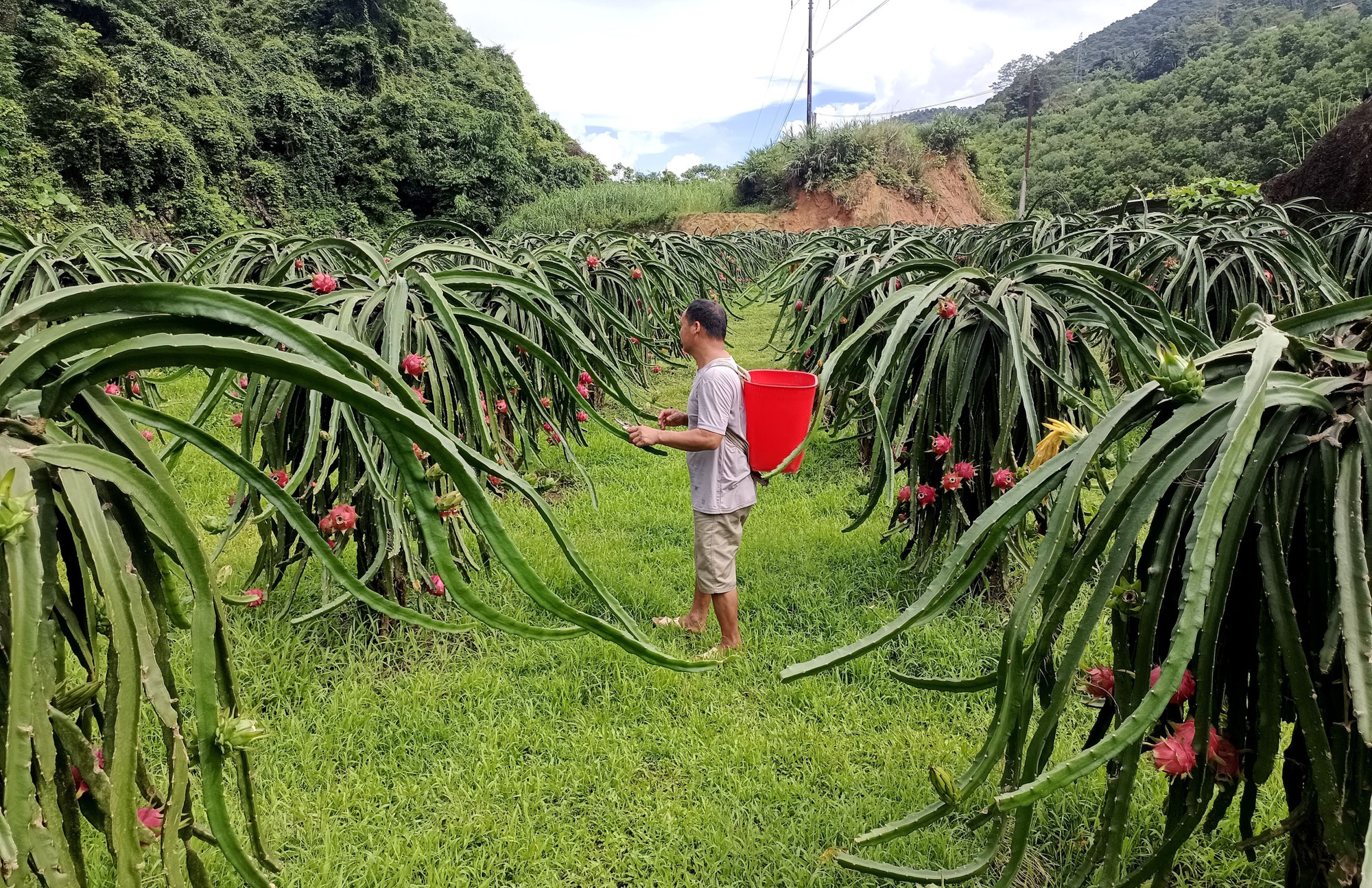 Vườn Thanh Long với hơn 1.000 trụ, sum suê trái của gia đình ông Thèn Văn Sồ (thôn Lũng Buông, xã Thuận Hòa, tỉnh Tuyên Quang). thanh-long-04072025-04.jpg