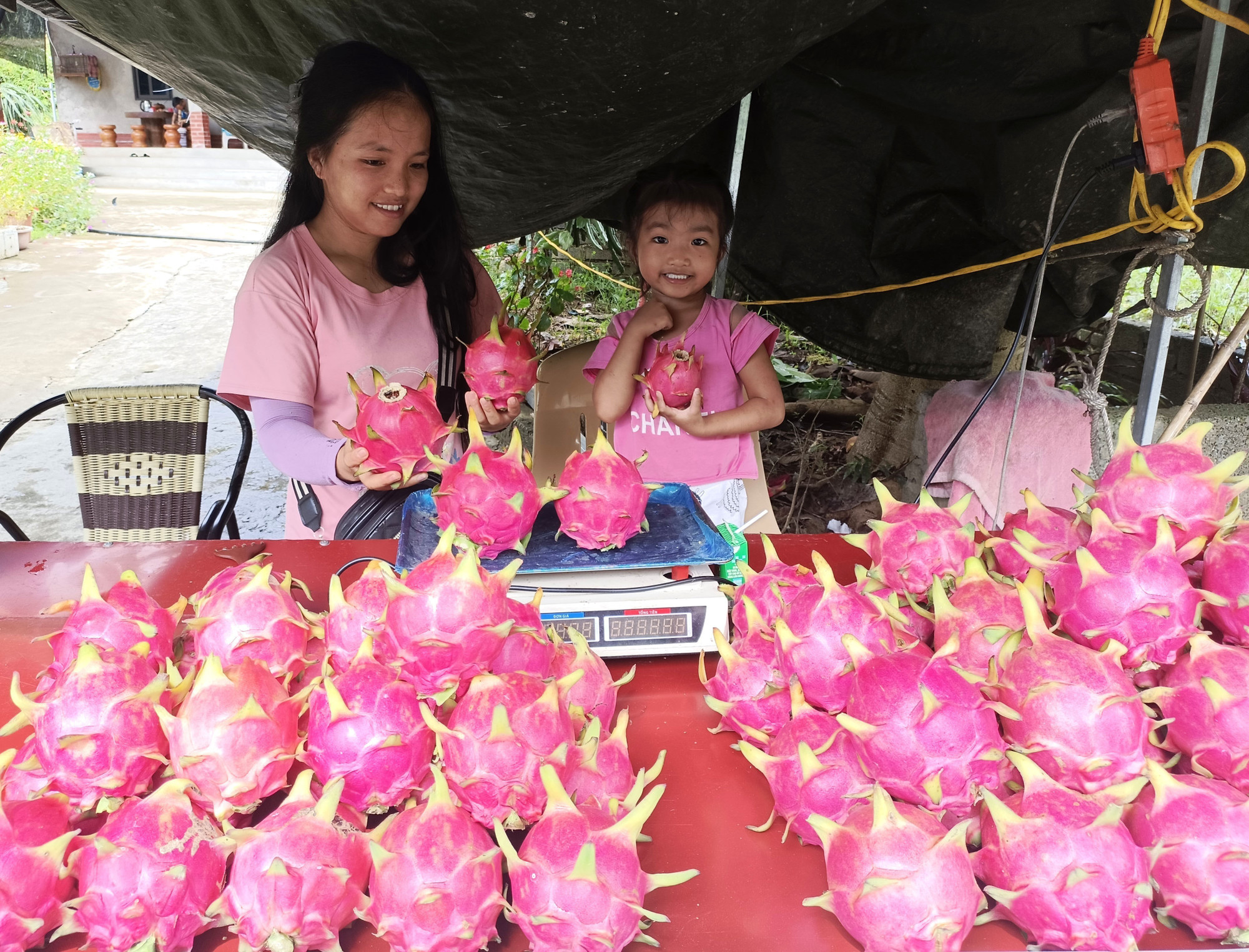 Con cháu ông Thèn Văn Sồ, dân tộc Mông (thôn Lũng Buông, xã Thuận Hòa, Tuyên Quang) bày bán thanh long. Con cháu ông Thèn Văn Sồ, dân tộc Mông (thôn Lũng Buông, xã Thuận Hòa, Tuyên Quang) bày bán thanh long.