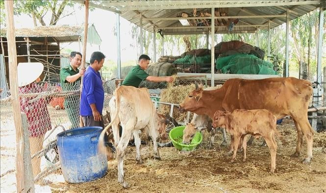 Đại diện Đồn Biên phòng Bình Thạnh đến thăm, hỗ trợ ông Nguyễn Minh Trí ở xã Bình Thạnh, thành phố Hồng Ngự thực hiện mô hình nuôi bò sinh sản. Ảnh: TTXVN phát Đại diện Đồn Biên phòng Bình Thạnh đến thăm, hỗ trợ ông Nguyễn Minh Trí ở xã Bình Thạnh, thành phố Hồng Ngự thực hiện mô hình nuôi bò sinh sản. Ảnh: TTXVN phát