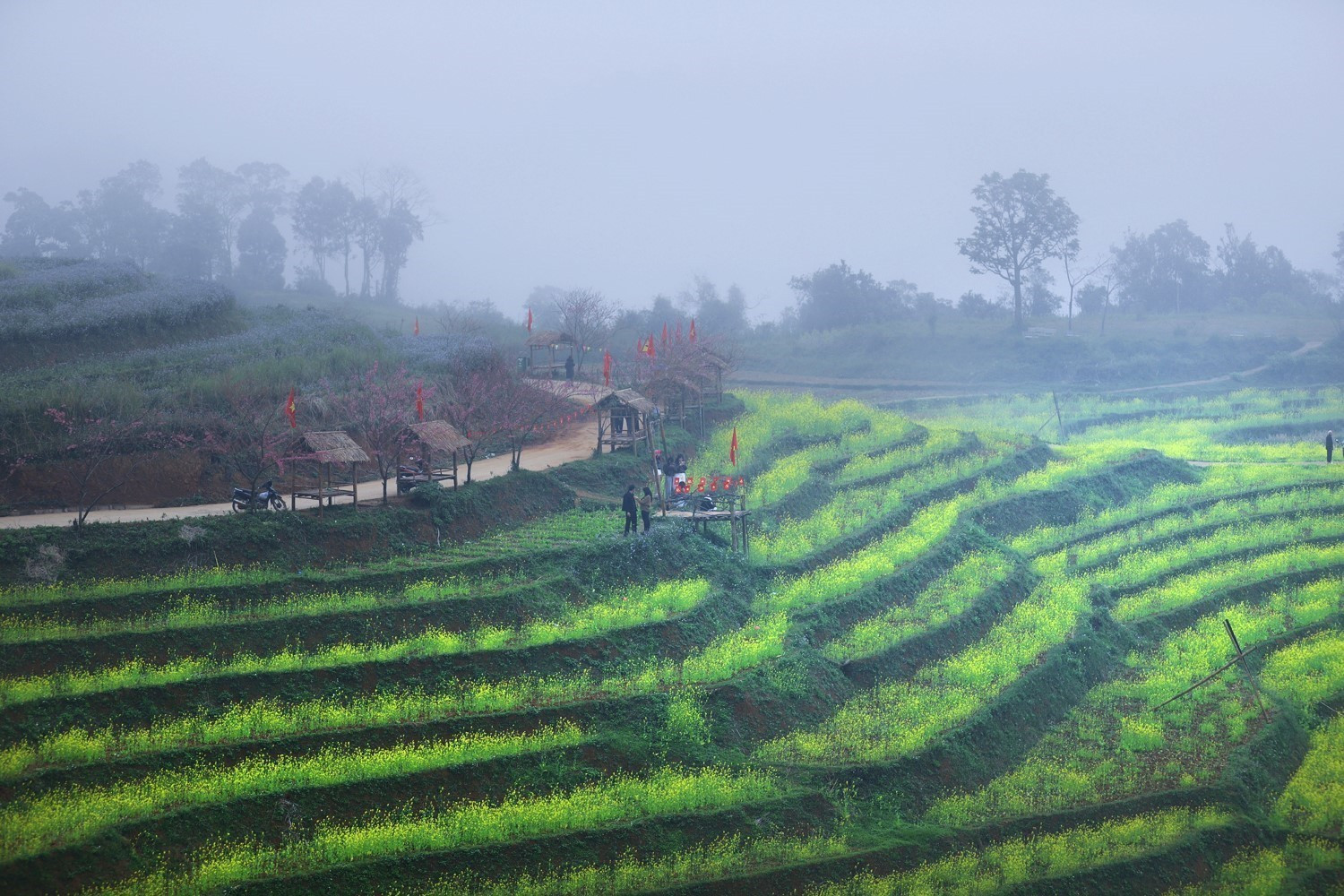 Những con đường và ruộng bậc thang điểm thêm sắc vàng hoa cải, tạo nên khung cảnh nên thơ giữa núi rừng Tây Bắc, thu hút đông đảo du khách đến tham quan, chụp ảnh, trải nghiệm.