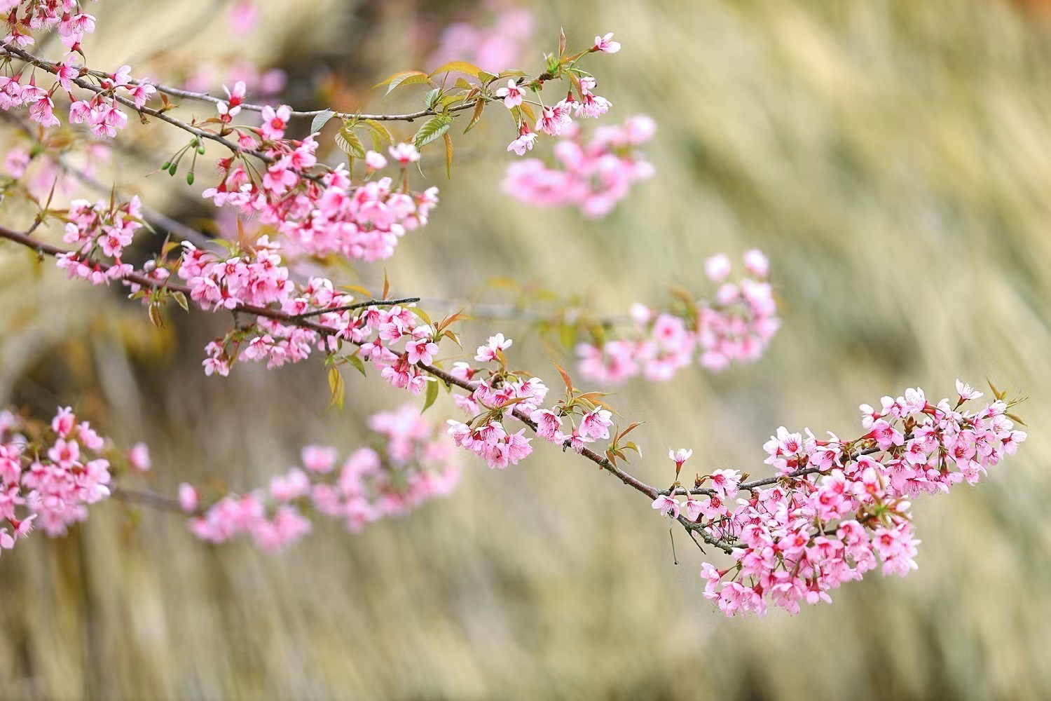 Vẻ đẹp của mai anh đào nở rộ tại xóm Mừng xã Cao Phong.