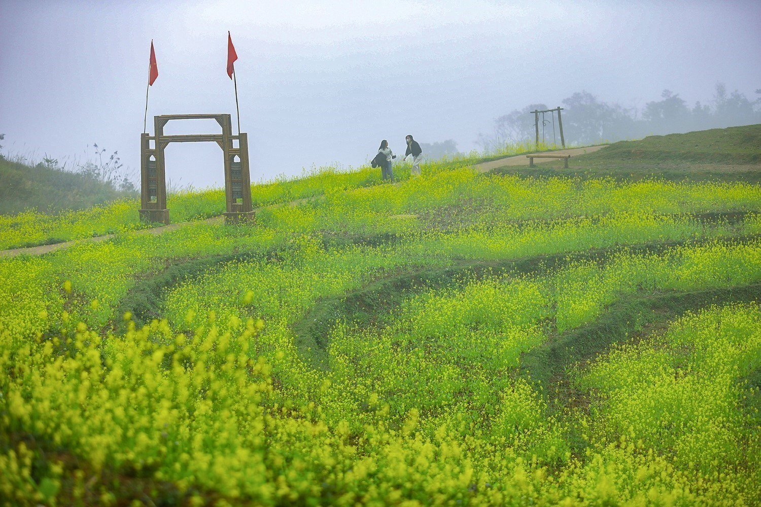 Cả cánh đồng bậc thang nhuộm sắc vàng hoa cải tại xóm Mừng.