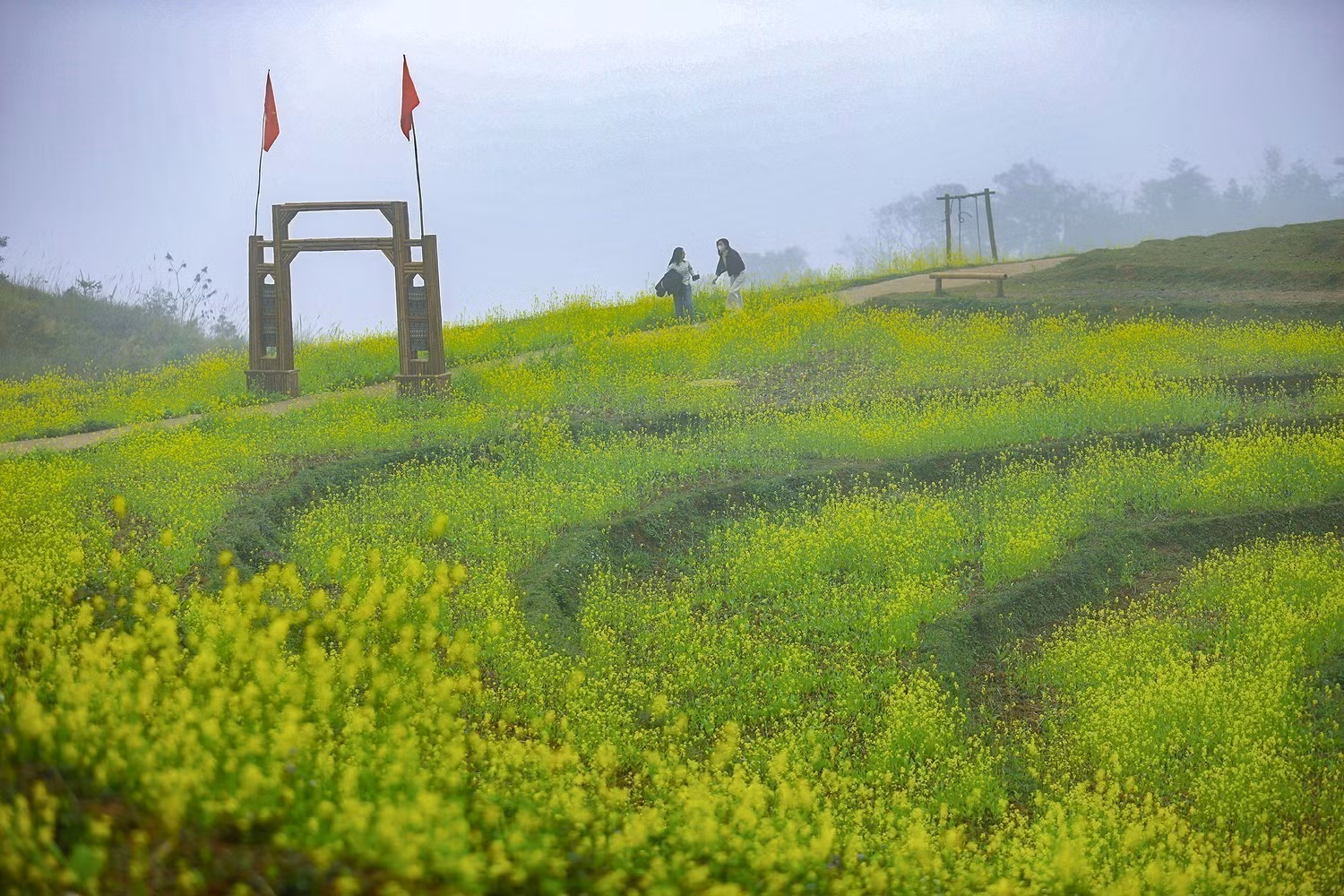 Cả cánh đồng bậc thang nhuộm sắc vàng hoa cải tại xóm Mừng.