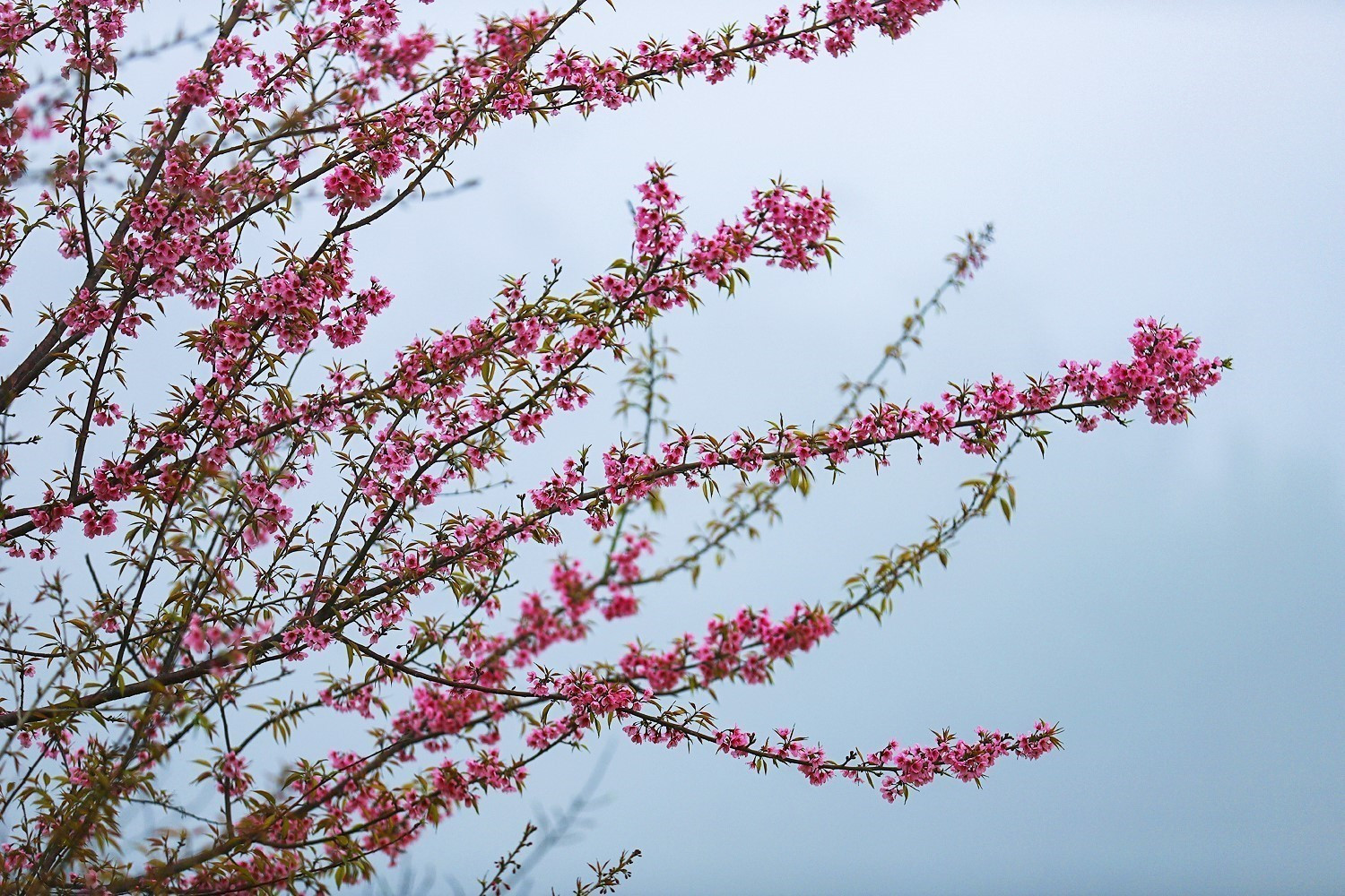 Vẻ đẹp của hoa mai anh đào.