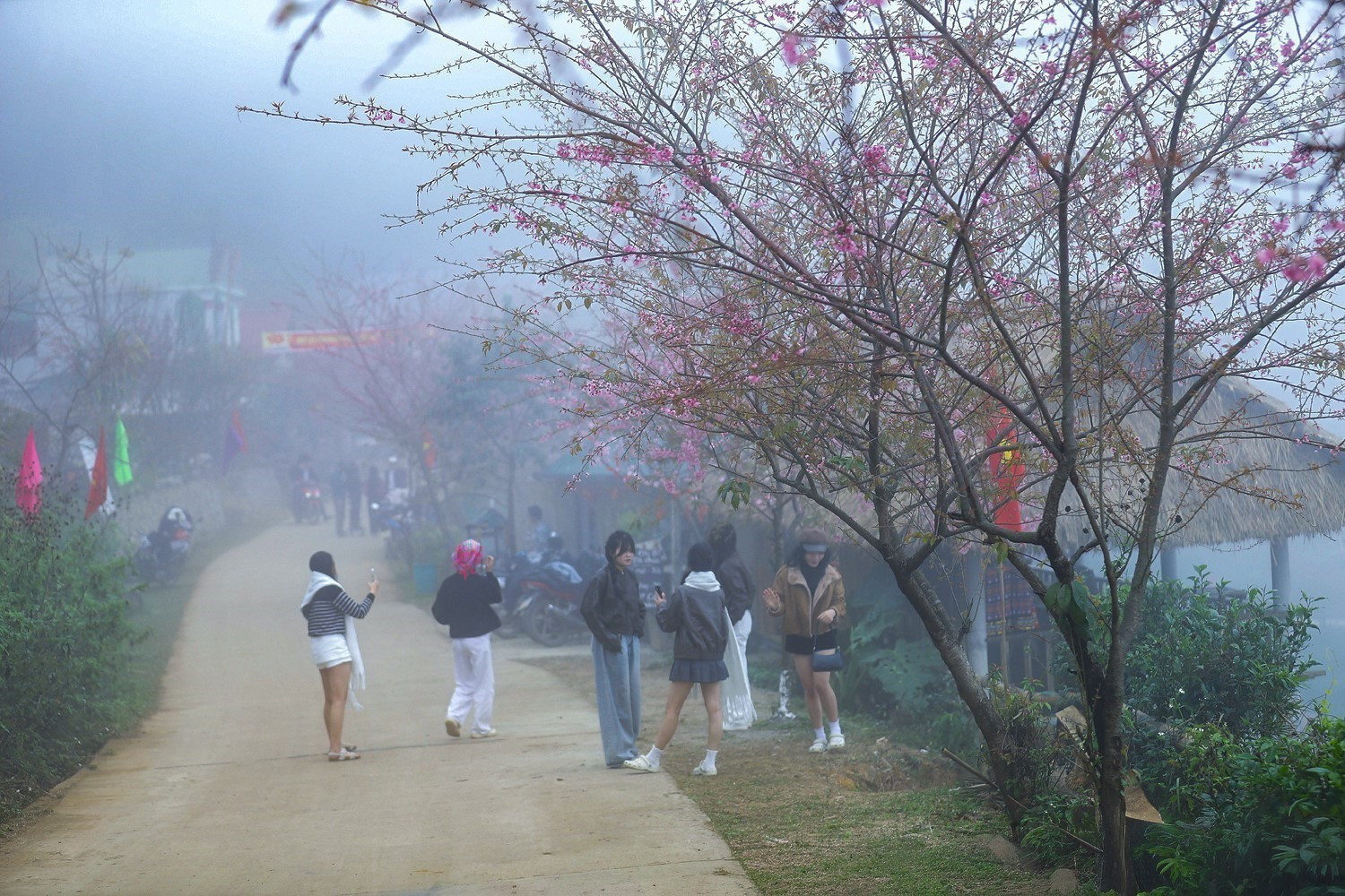 Rất đông du khách đến xóm Mừng để chụp ảnh hoa mai anh đào.