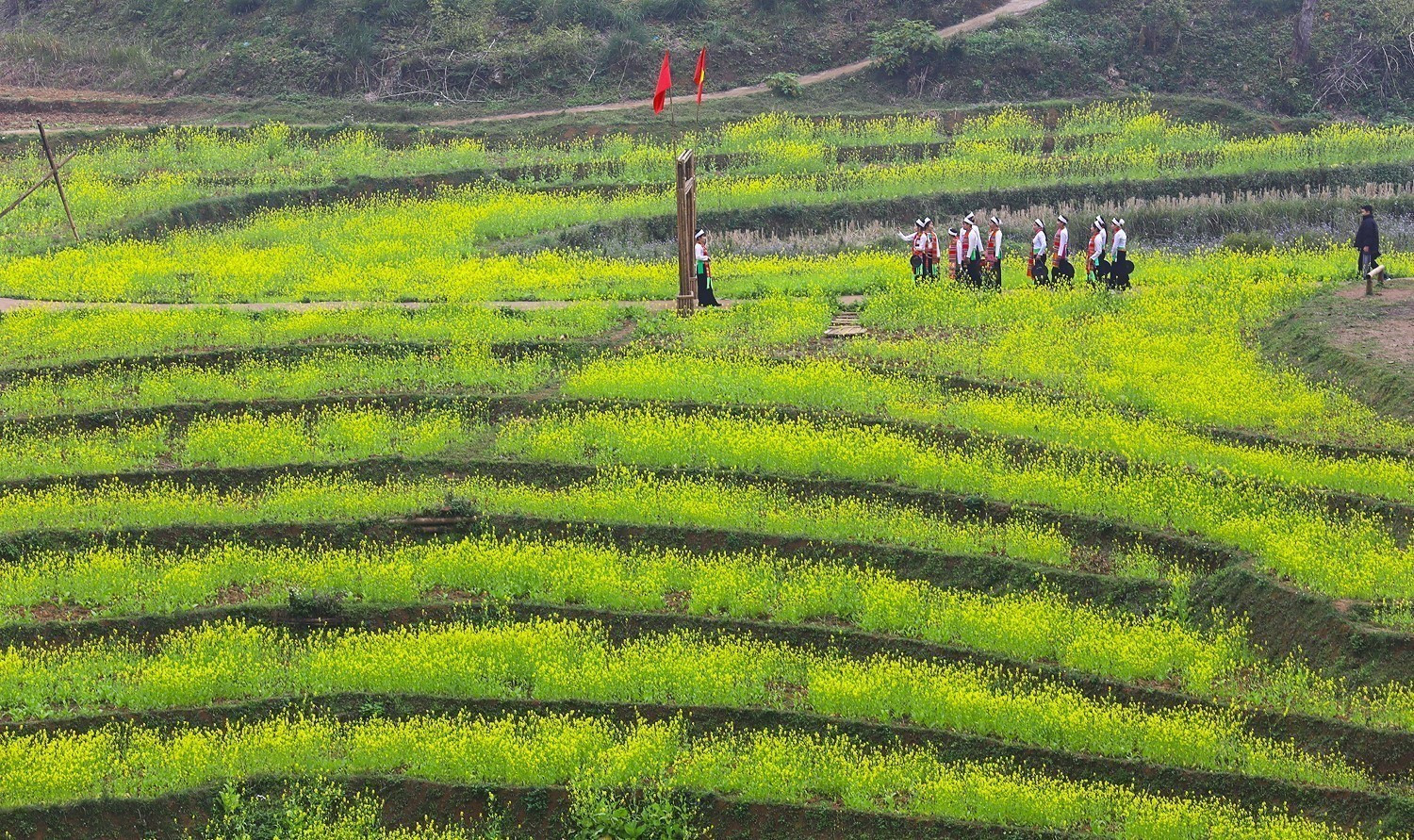 Cả cánh đồng bậc thang nhuộm sắc vàng hoa cải tại xóm Mừng.
