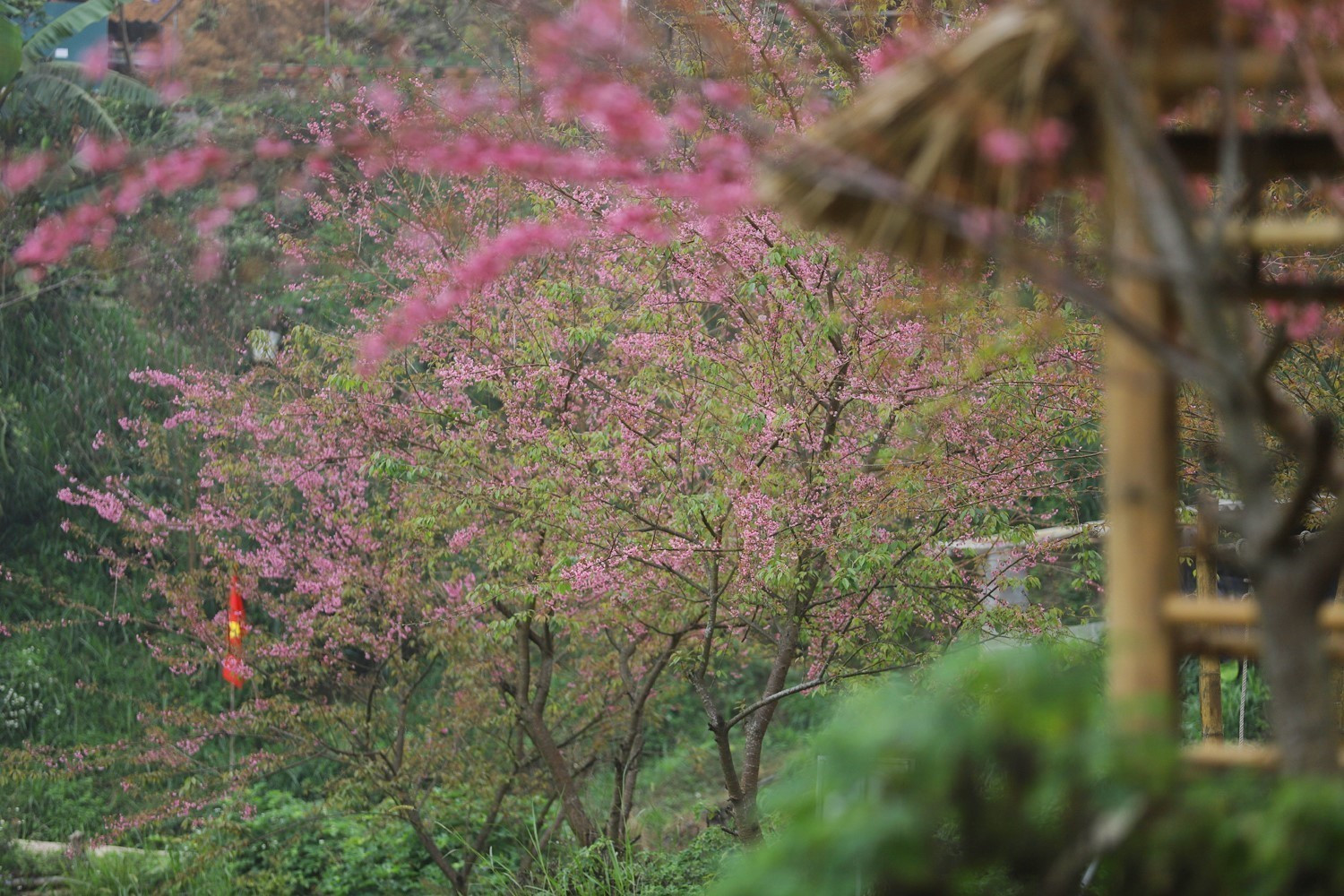 Bên những mái nhà của người dân xóm Mừng, hoa mai anh đào bung nở hồng rực rỡ.