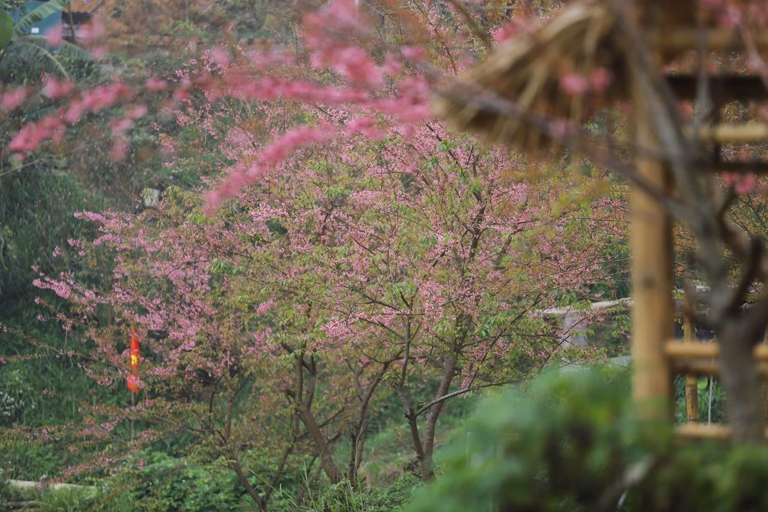 Bên những mái nhà của người dân xóm Mừng, hoa mai anh đào bung nở hồng rực rỡ.