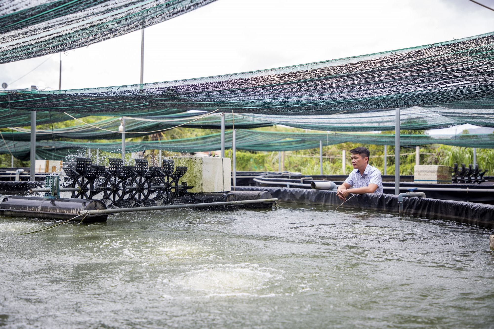 Mỗi ao nuôi cá chạch lấu có đường kính khoảng 15m, thể tích chứa trung bình khoảng 200m³ nước với diện tích mặt ao gần 175m² được trang bị máy sục khí. ca-trach-21082025-02.jpg