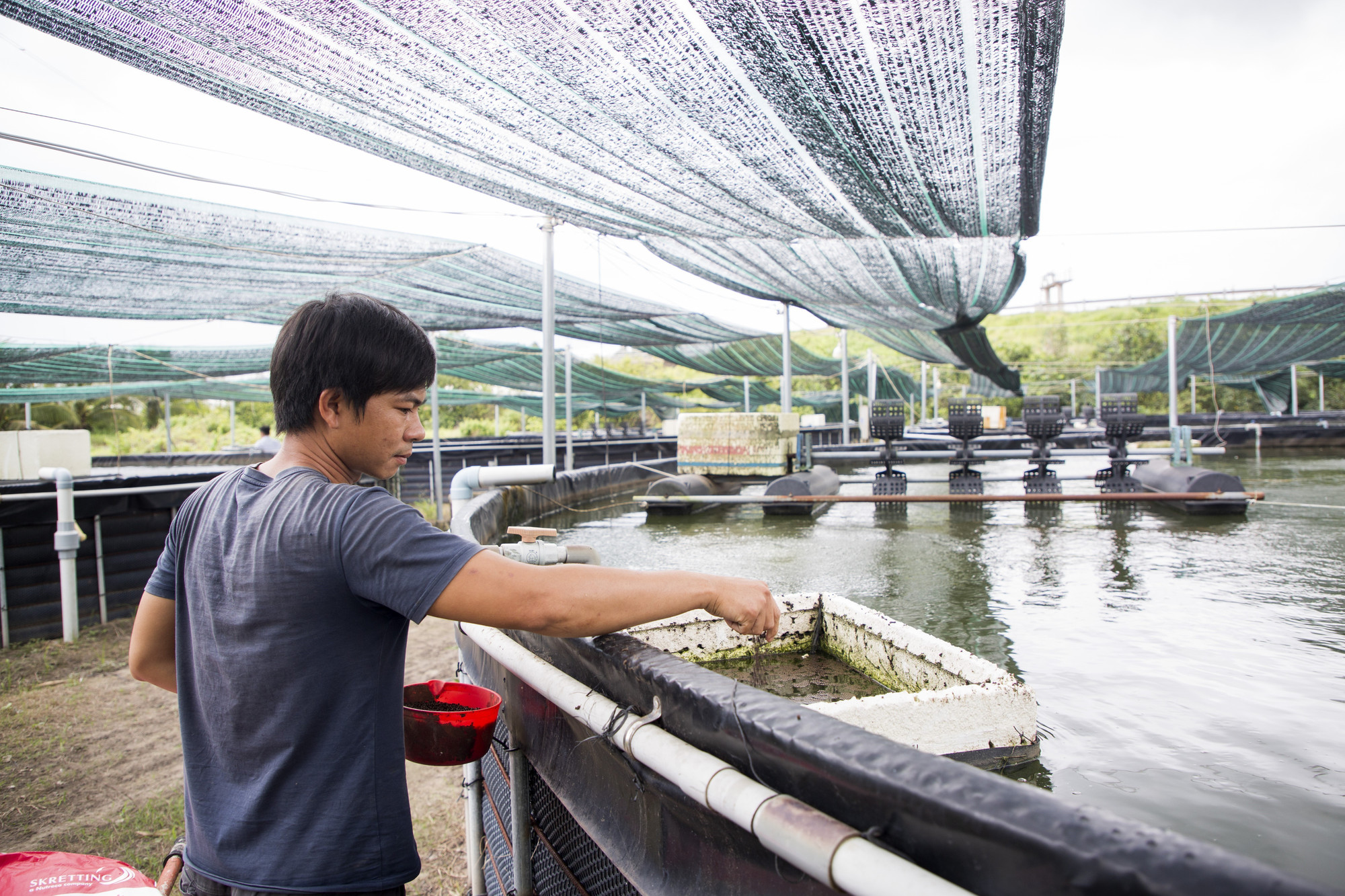 Để đảm bảo nhiệt độ phù hợp, đặc biệt trong những tháng nắng nóng, các ao đều được che mái với độ phủ khoảng 50%. Để đảm bảo nhiệt độ phù hợp, đặc biệt trong những tháng nắng nóng, các ao đều được che mái với độ phủ khoảng 50%.