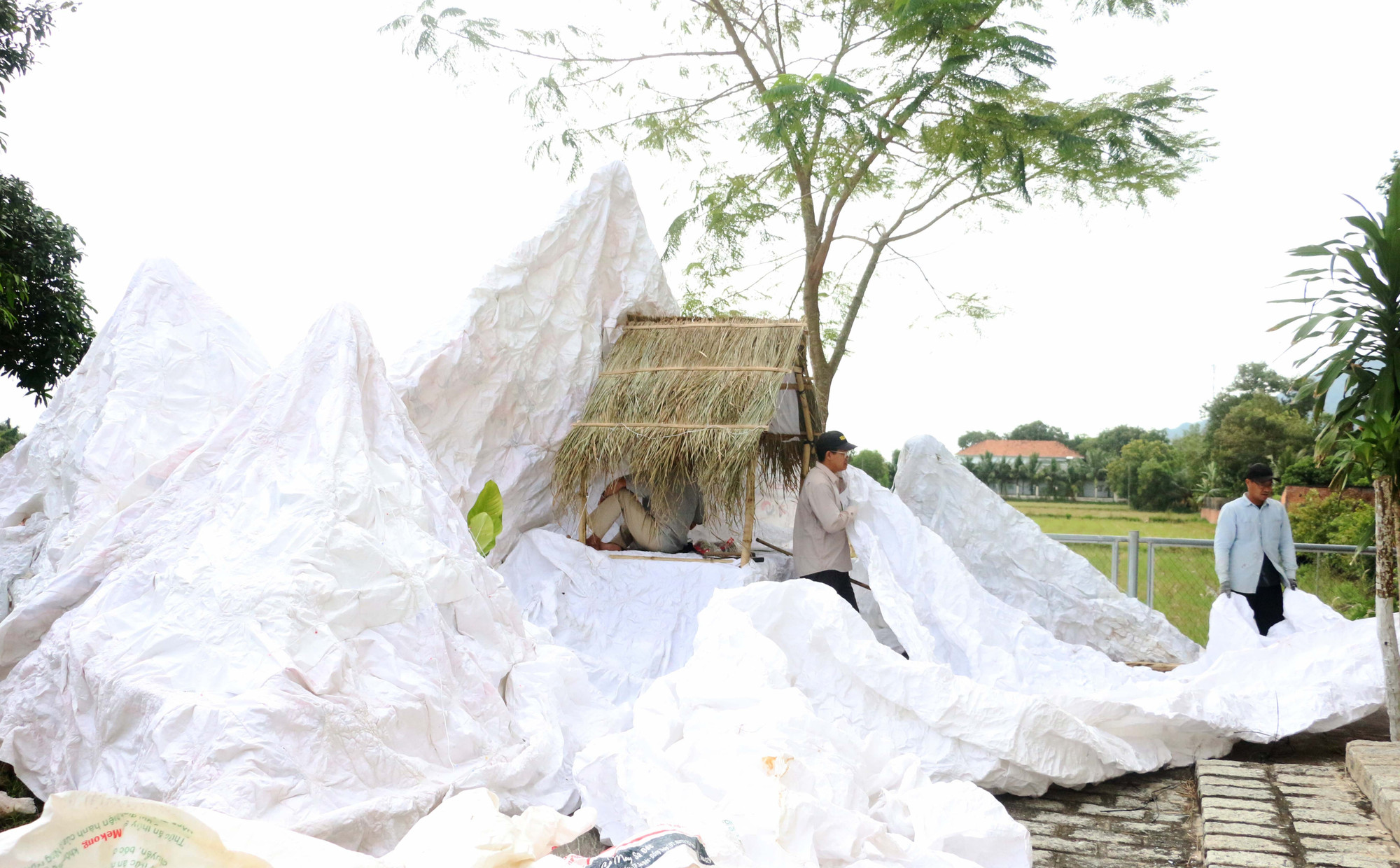 Mặc dù đang vào màu giao sạ vụ lúa Đông Xuân 2025-2026, nhưng bà con giáo dân Giáo xứ Mân Côi Tri Tôn vẫn sắp xếp thời gian đến Giáo xứ để góp công, góp sức, trang trí khu vực khánh tiết, hang đá, cây thông, vườn thư gửi chúa Hài đồng và tập chương trình văn nghệ chuẩn bị cho lễ Giáng sinh năm 2025 đang cận kề.