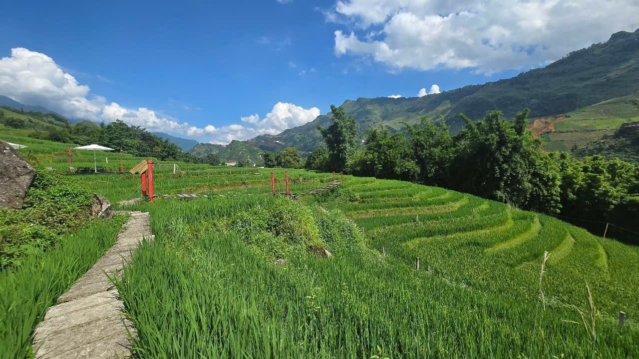Những con đường nhỏ giữa cánh đồng lúa là điểm đi bộ, trải nghiệm lý tưởng của du khách khi tới Tả Van. lao-cai-mua-lua-xanh-01082025-06.jpg