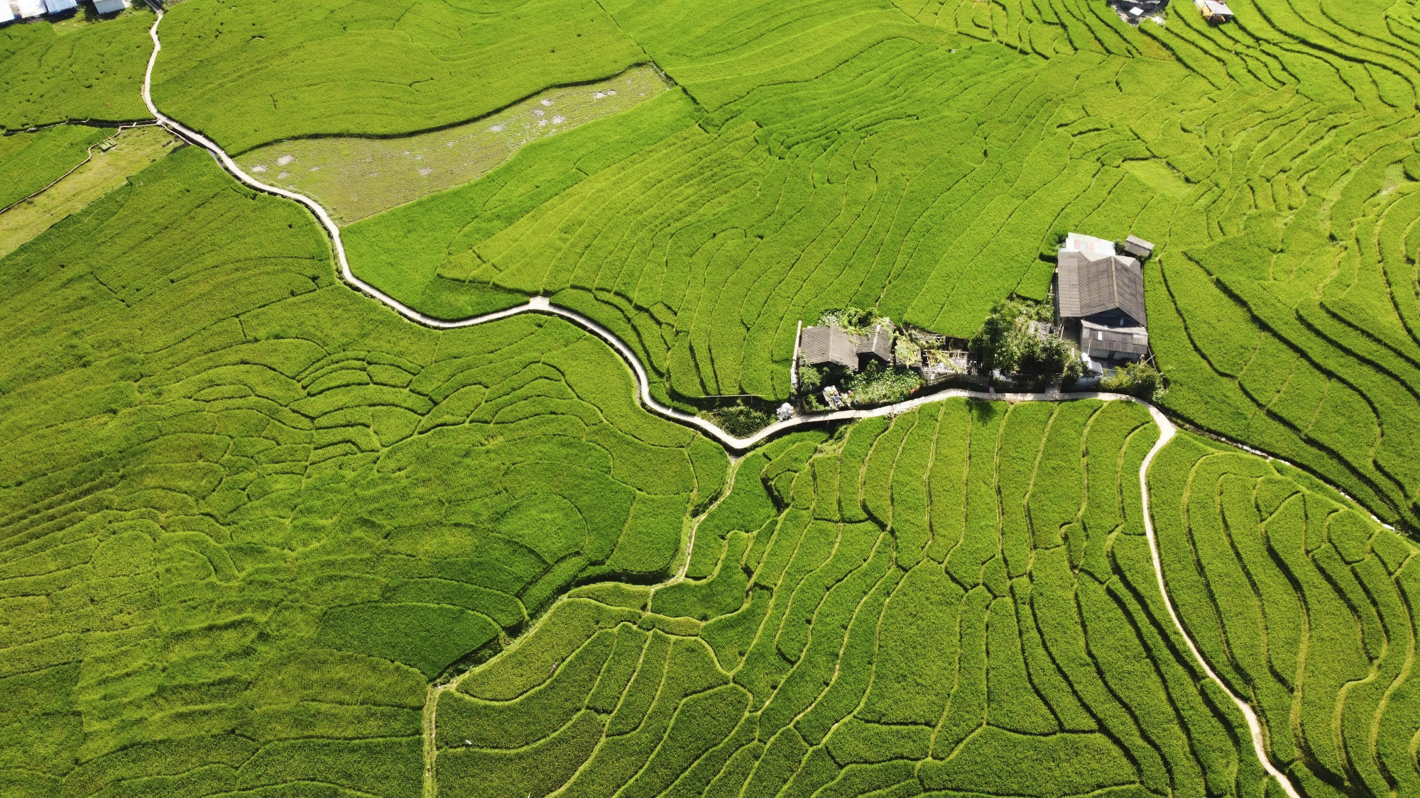 Bản làng thanh bình giữa mùa lúa xanh ở Tả Van. lao-cai-mua-lua-xanh-01082025-10.jpg