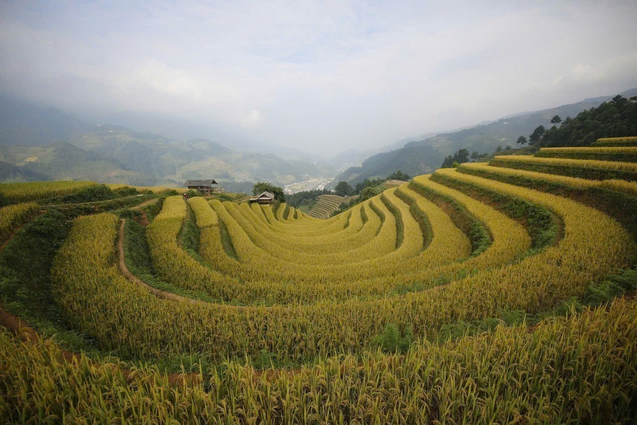 Những thửa ruộng bậc thang ở Mù Cang Chải tuyệt đẹp vào mùa lúa chín. Ảnh tư liệu: Tuấn Anh/TTXVN dtmn-lao-cai-10062025-07.jpg