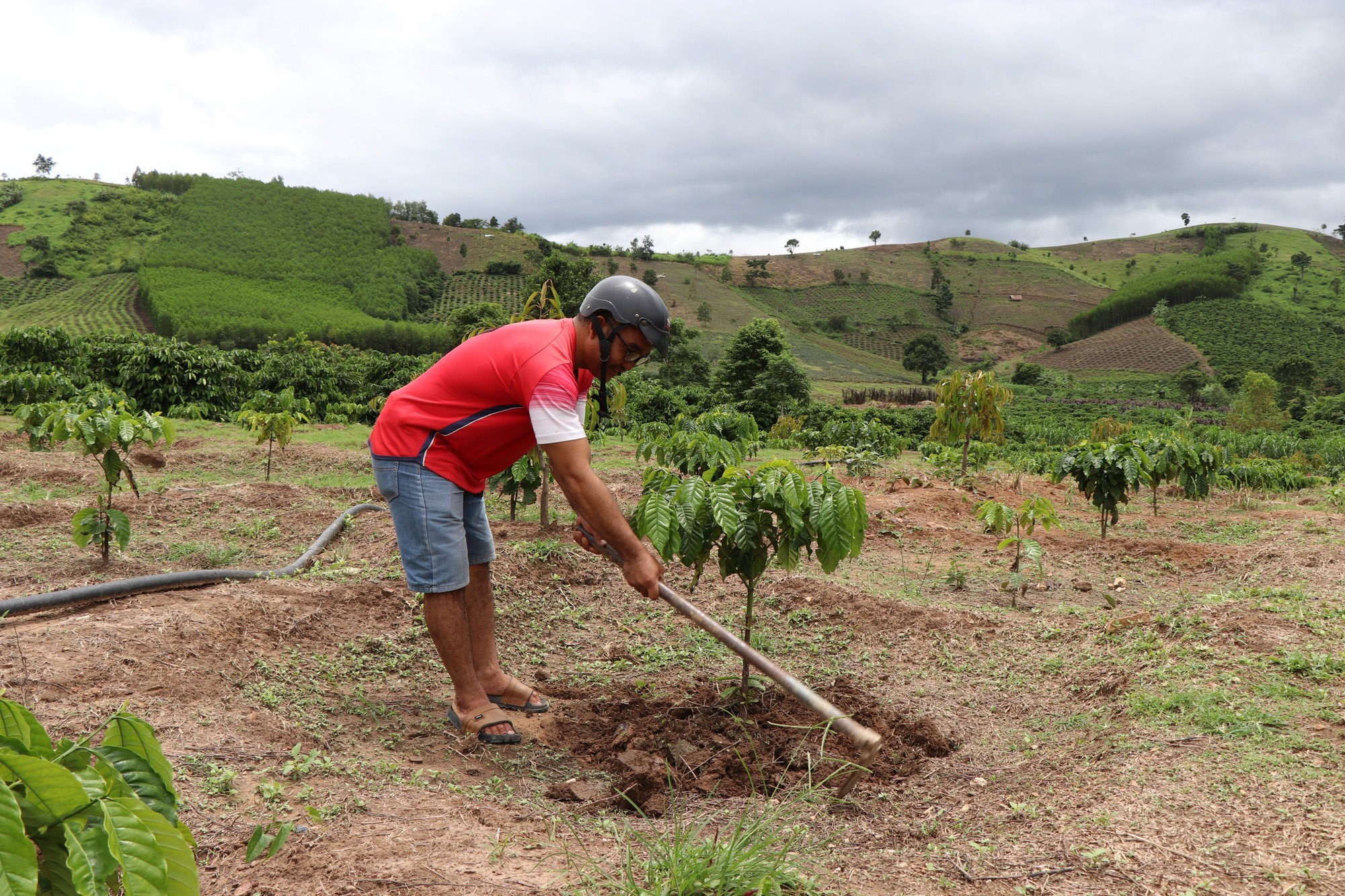 Gia đình anh Y Lich Niê, buôn Khanh, xã Cư Pui, tỉnh Đắk Lắk, được hỗ trợ gần 400 cây cà phê giống trị giá gần 20 triệu đồng để phát triển kinh tế.