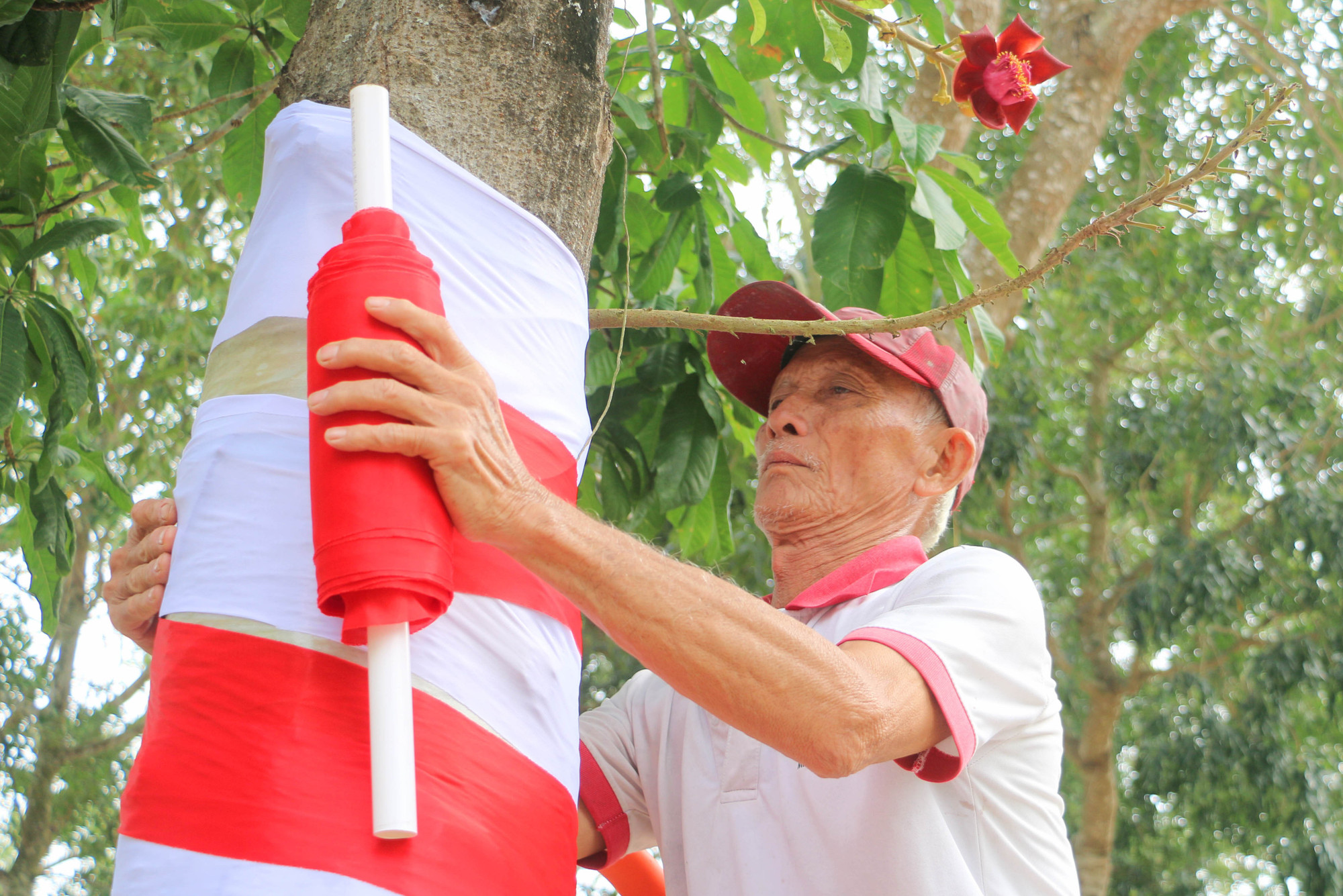 Mặc dù đang vào màu giao sạ vụ lúa Đông Xuân 2025-2026, nhưng bà con giáo dân Giáo xứ Mân Côi Tri Tôn vẫn sắp xếp thời gian đến Giáo xứ để góp công, góp sức, trang trí khu vực khánh tiết, hang đá, cây thông, vườn thư gửi chúa Hài đồng và tập chương trình văn nghệ chuẩn bị cho lễ Giáng sinh năm 2025 đang cận kề.