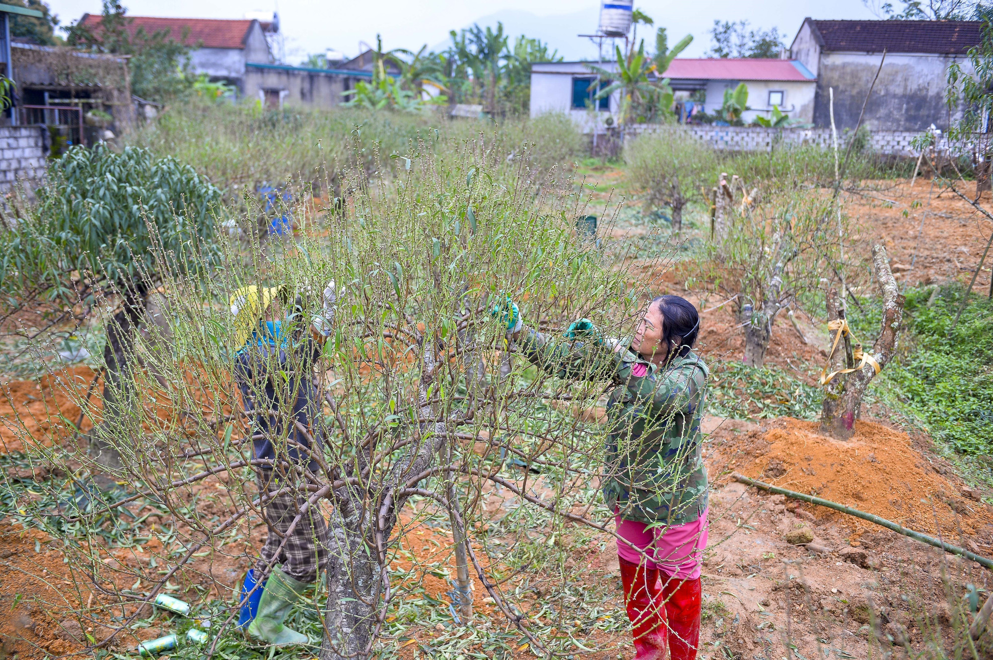Người trồng đào ở vựa đào phai Xuân Du (xã Xuân Du, tỉnh Thanh Hóa) đều đang tất bật cho công đoạn tuốt lá đào.