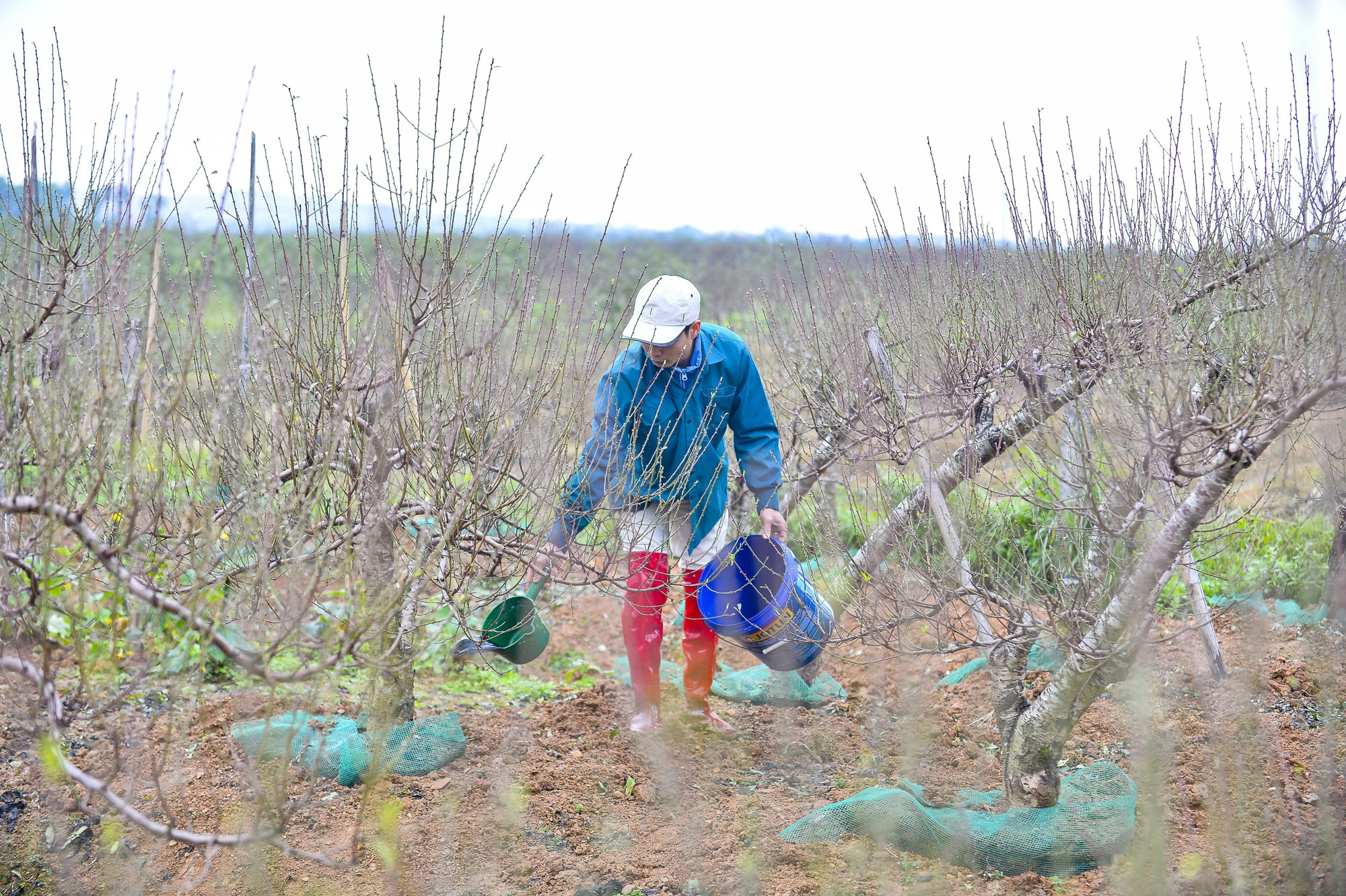 Người trồng đào Xuân Du tất bật chăm sóc đào vụ Tết.