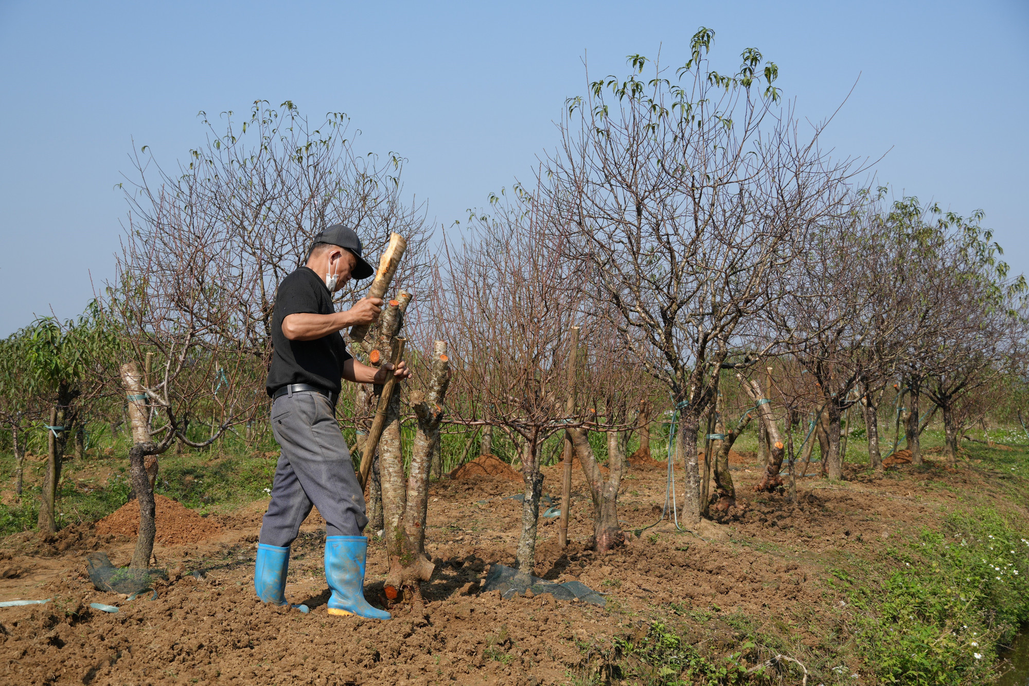 Người trồng đào lâu năm ở Xuân Du cho biết việc tuốt lá luôn phải được thực hiện đúng thời gian để đào có thể ra được mắt và nuôi dưỡng mắt đào, cho ra những nụ hoa to, đẹp và đều đúng dịp Tết.