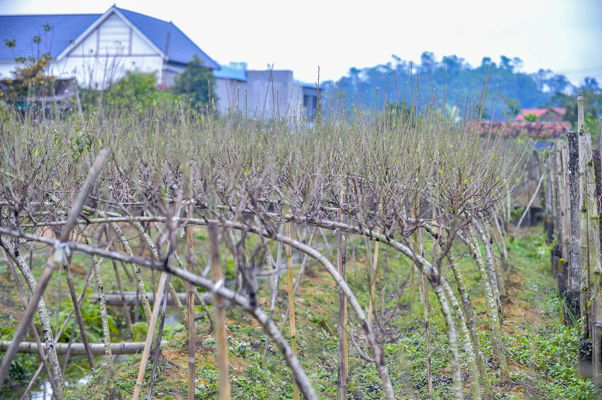 Những gốc đào phai sau khi "thay áo".