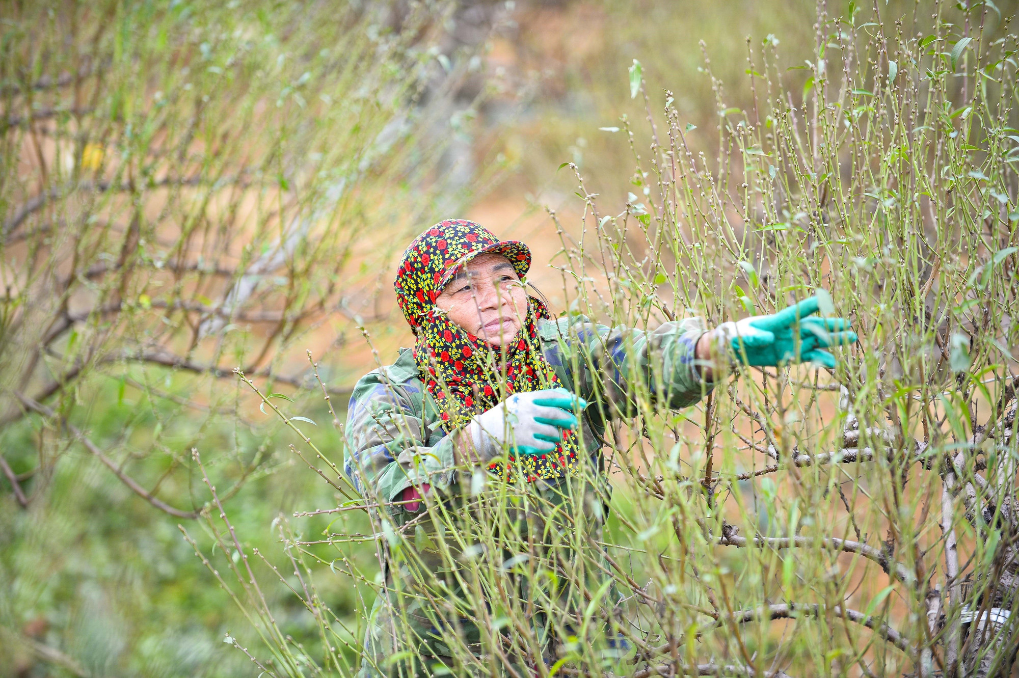 Người trồng đào ở xã Xuân Du tuốt lá đào với mục đích kích thích cây ra hoa, vì khi lá bị tuốt, toàn bộ dinh dưỡng của cây sẽ không nuôi lá nữa mà chuyển sang nuôi búp, nuôi nụ.