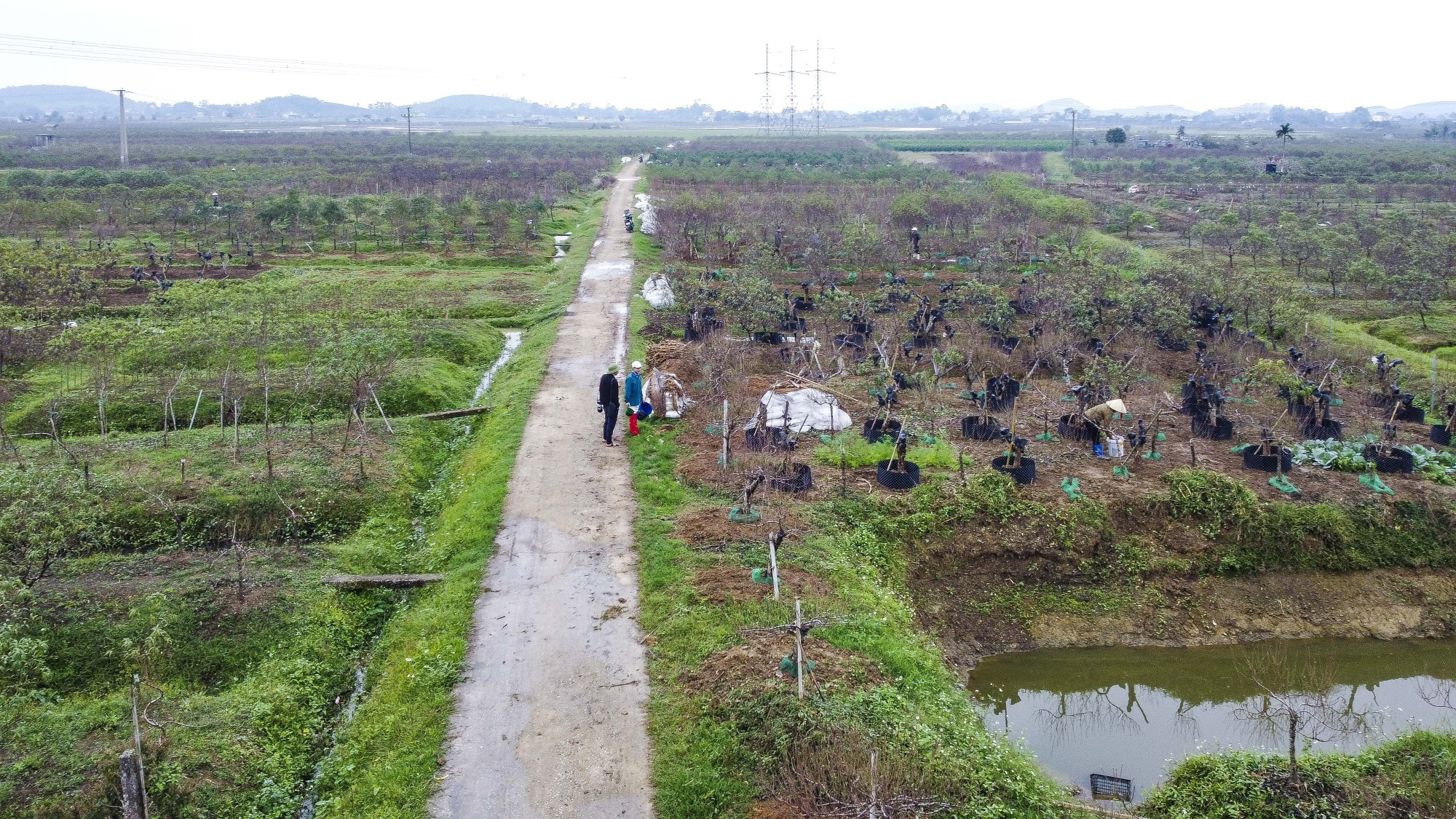 Xuân Du là một trong những vựa đào lớn nhất tỉnh Thanh Hóa và vùng Bắc Trung bộ.