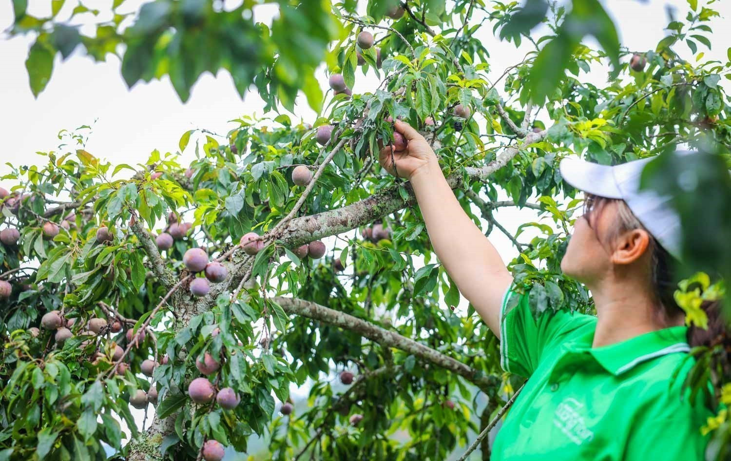 Mận Tam Hoa Bắc Hà - đặc sản trứ danh của Lào Cai còn gọi là mận cơm, khi chín chuyển dần sang sắc đỏ đậm, vị ngọt. man-bac-ha-07072025-01.jpg