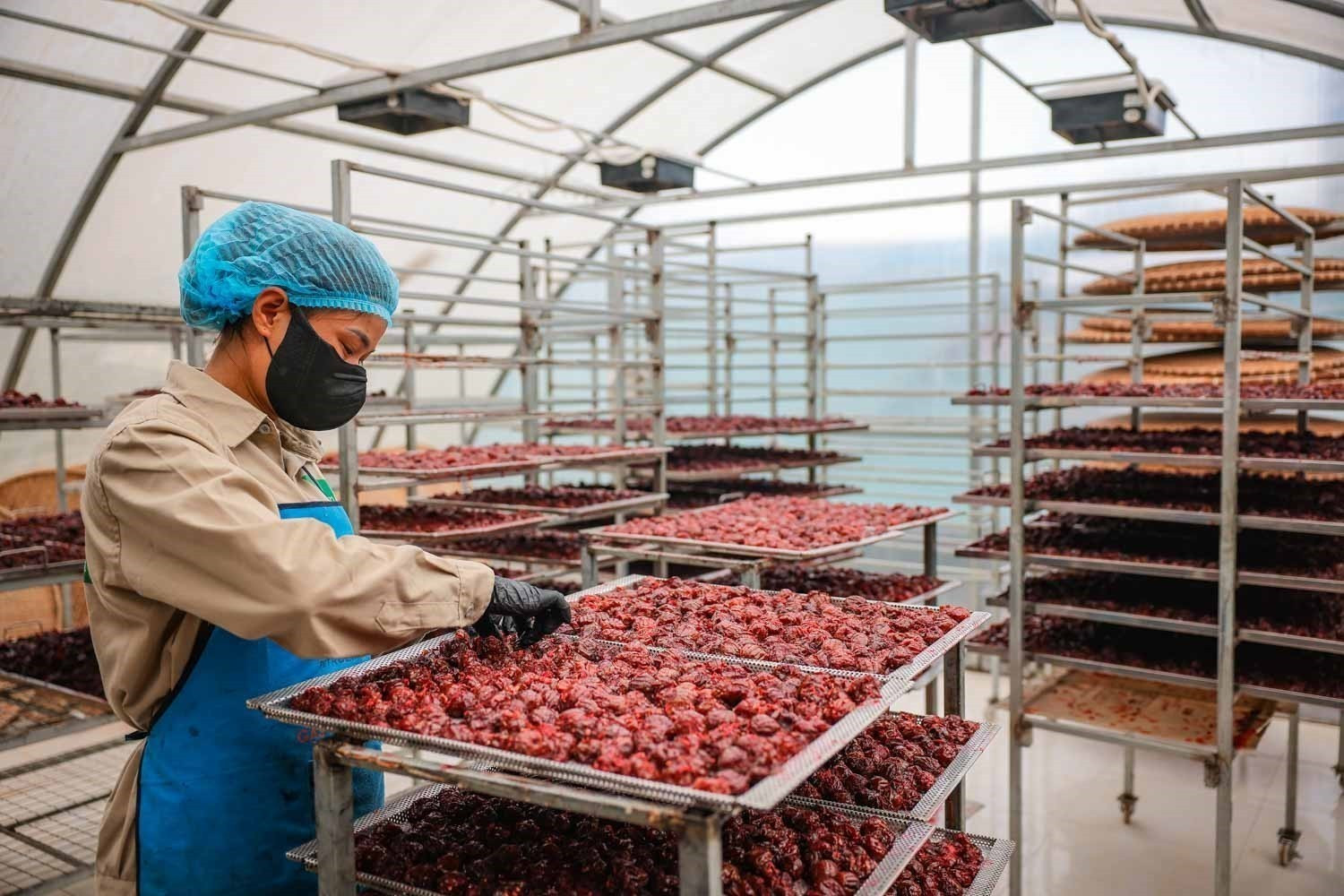 Mận tươi sau khi chế biến được cho vào lò sấy nhiệt khoảng 48h. Mận tươi sau khi chế biến được cho vào lò sấy nhiệt khoảng 48h.