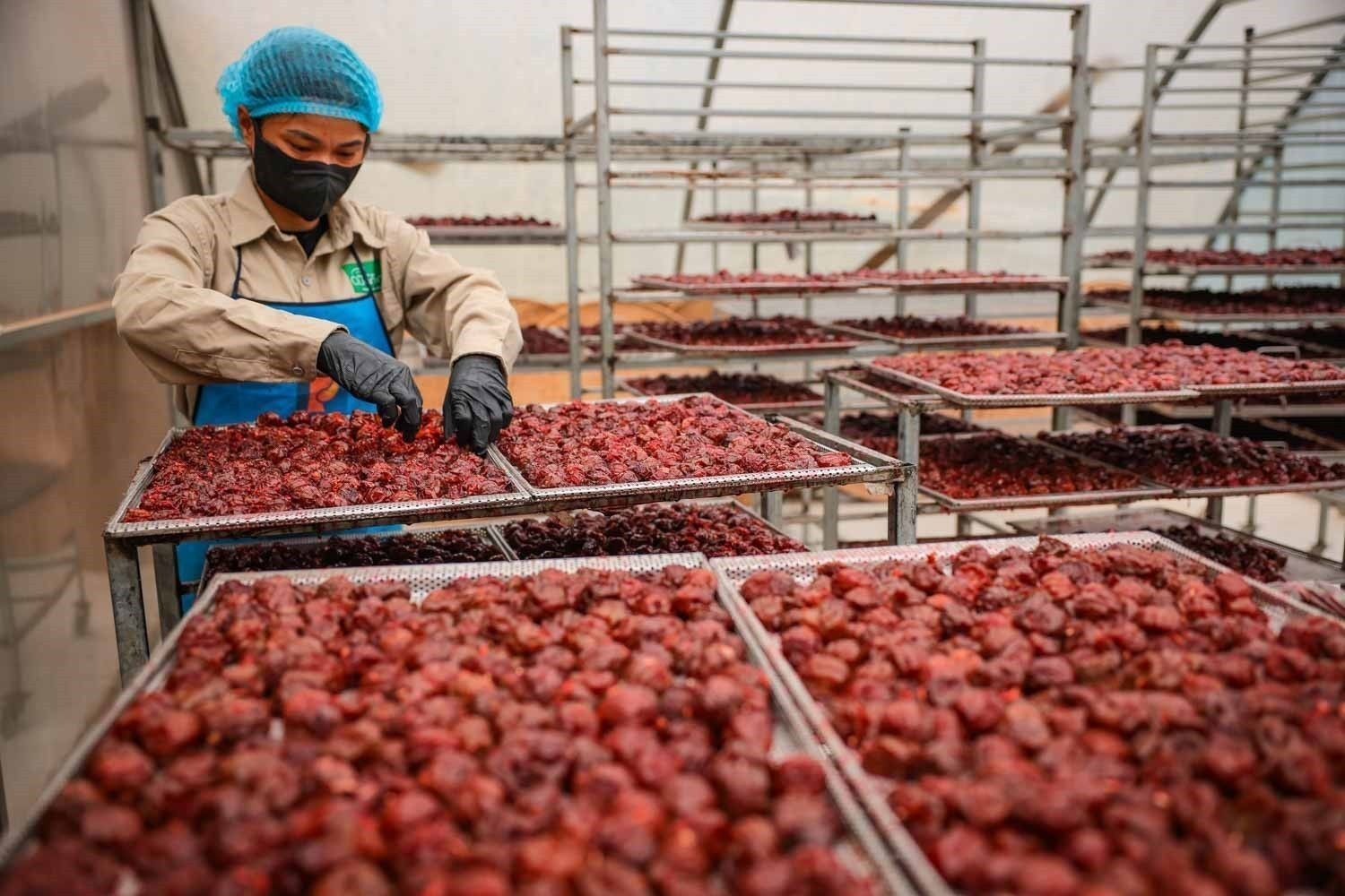 Mận sau khi chế biến được cho vào lò sấy nhiệt trong khoảng 48h. Mận sau khi chế biến được cho vào lò sấy nhiệt trong khoảng 48h.
