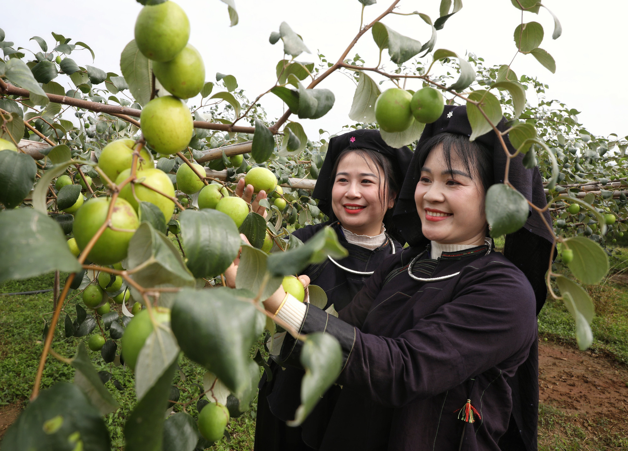 Táo là một trong những sản vật của địa phương.