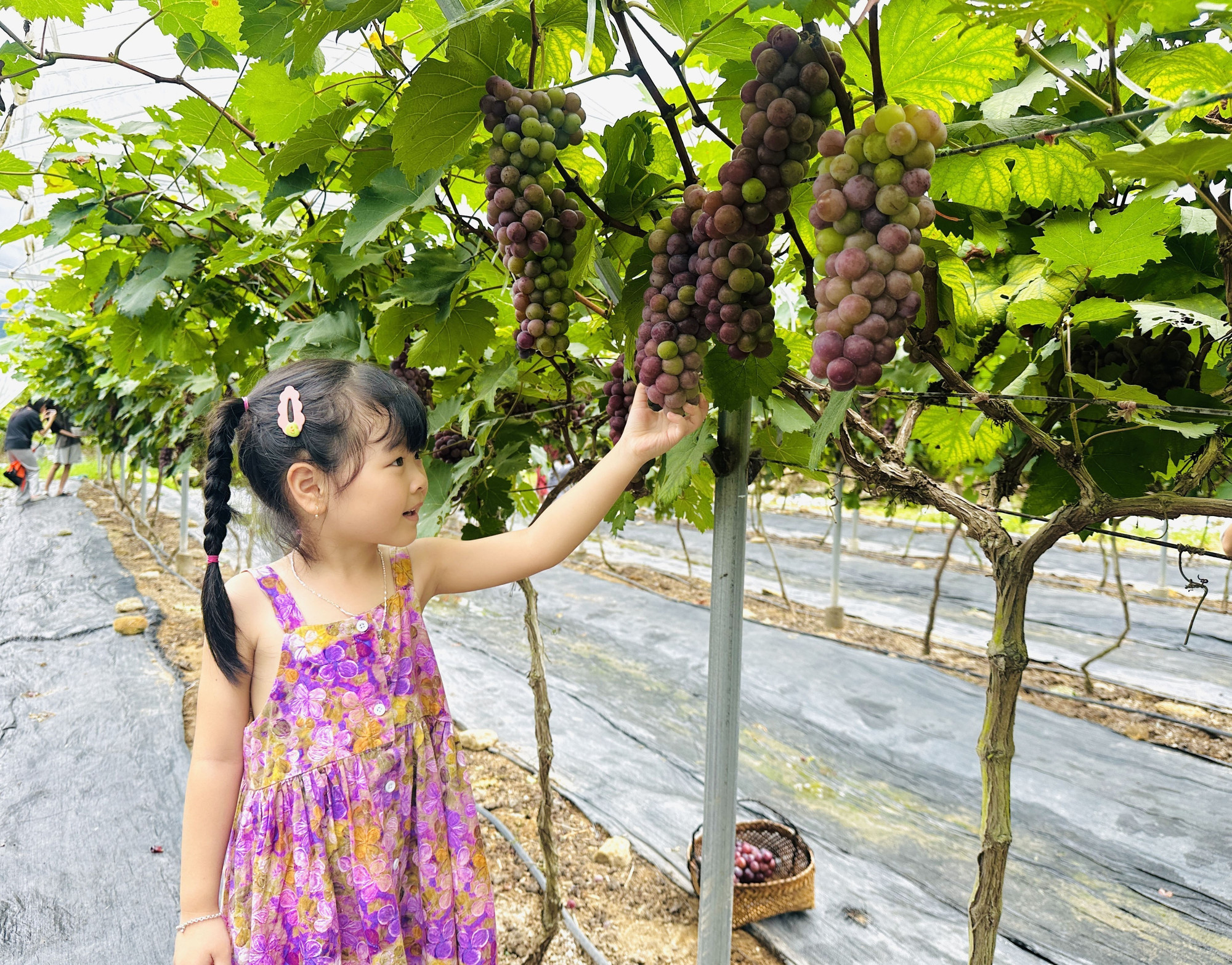 Du khách nhí trải nghiệm tại vườn nho Hạ Đen. Du khách nhí trải nghiệm tại vườn nho Hạ Đen.