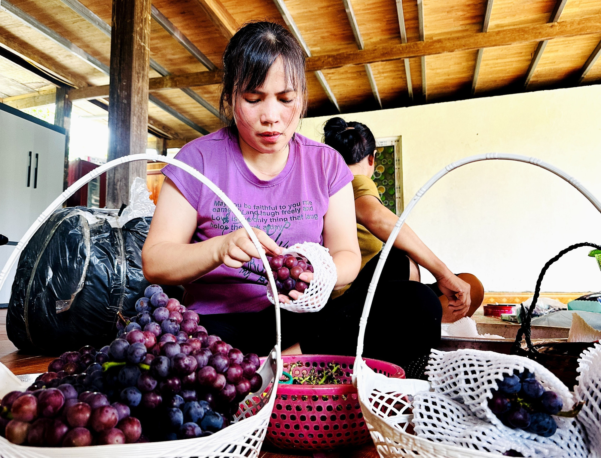 Sơ chế nho Hạ Đen chuẩn bị xuất ra thị trường. Sơ chế nho Hạ Đen chuẩn bị xuất ra thị trường.
