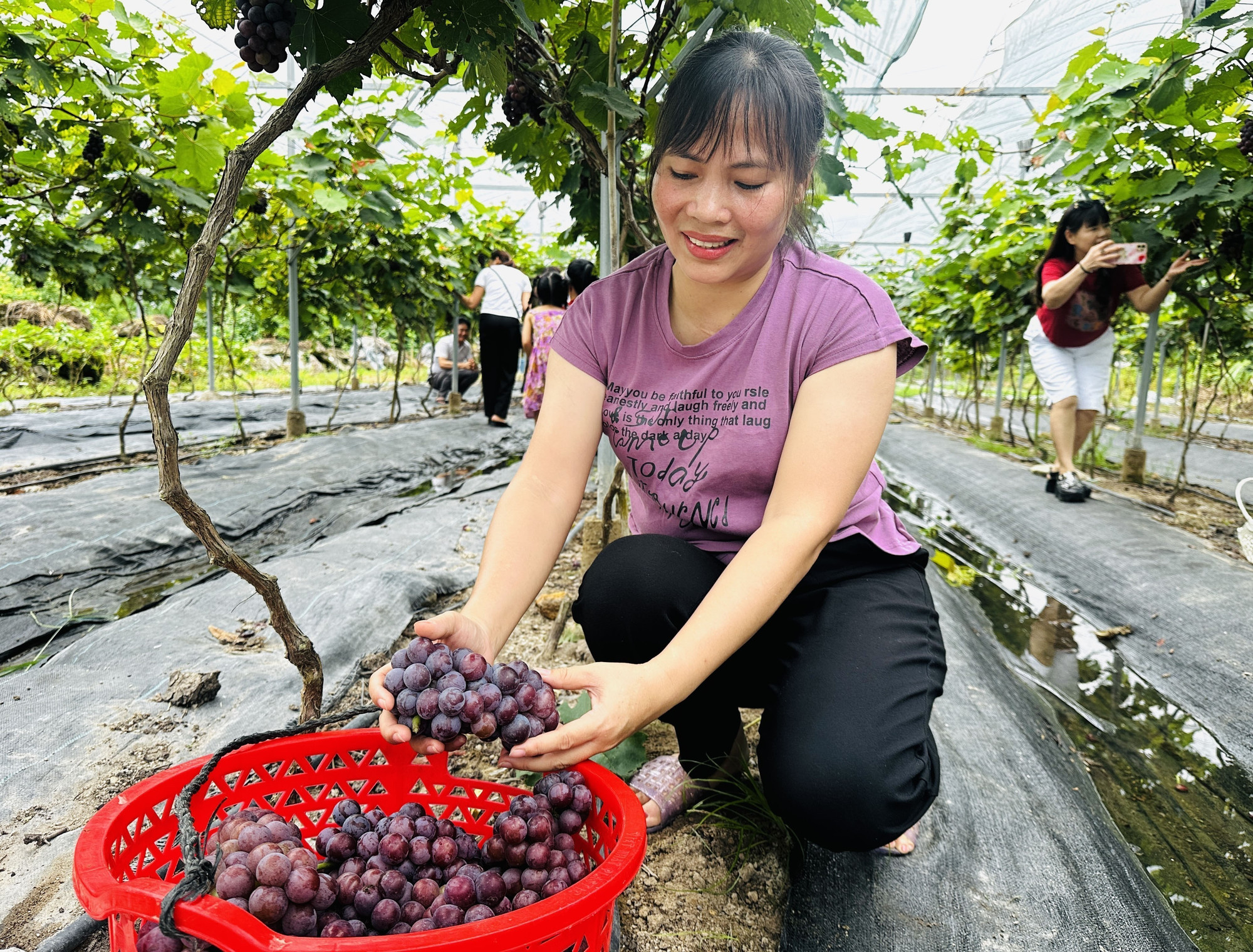 Thu hoạch nho Hạ Đen. Thu hoạch nho Hạ Đen.