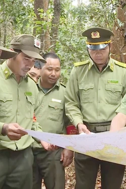 Giữ rừng hiệu quả từ gốc