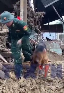 Huy động chó nghiệp vụ tìm kiếm nạn nhân mất tích