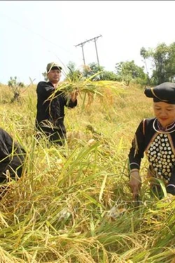Phê duyệt Chương trình mục tiêu quốc gia xây dựng nông thôn mới vùng dân tộc miền núi giai đoạn I từ năm 2026 – 2030